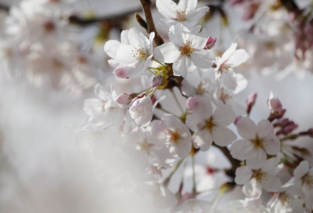 fotografia, materiale, libero il panorama, dipinga, fotografia di scorta,Primavera di un Yoshino albero ciliegio, albero ciliegio, , , Yoshino albero ciliegio