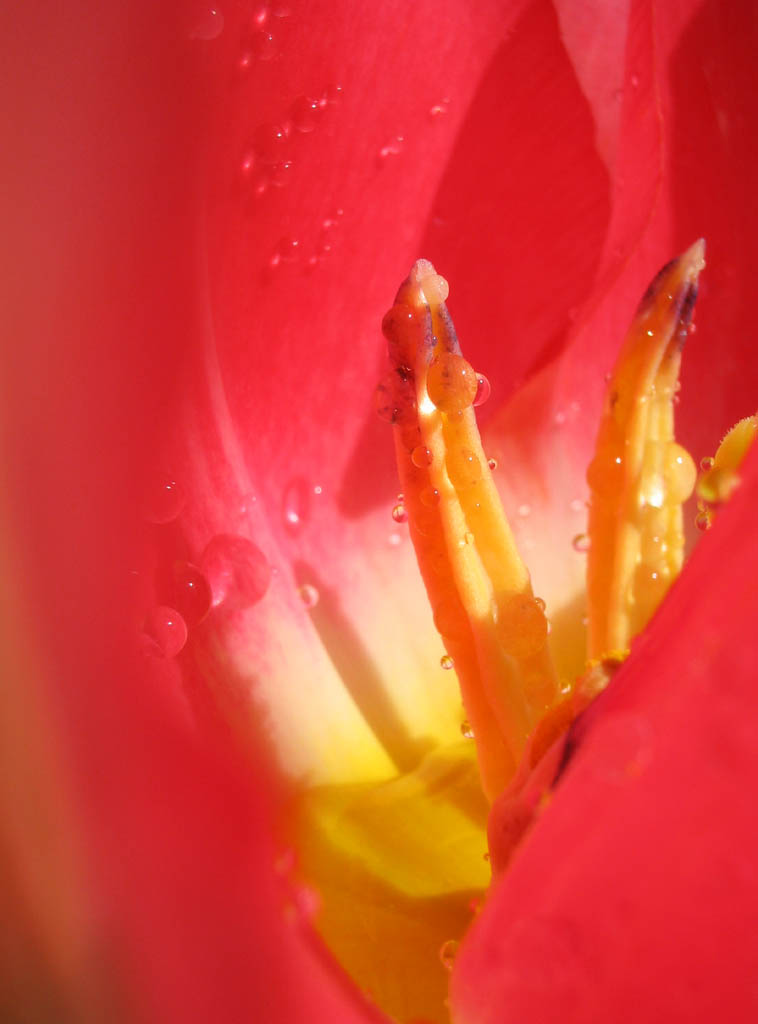 foto,tela,gratis,paisaje,fotografa,idea,El palacio de la primavera carmes, , Tulipn, , Salto del agua