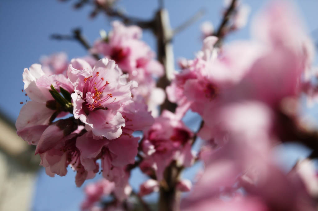 photo,material,free,landscape,picture,stock photo,Creative Commons,A peach in full glory, peach, , , blue sky