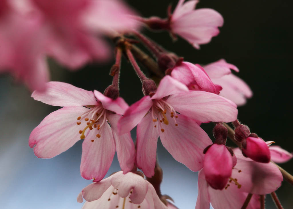 photo,material,free,landscape,picture,stock photo,Creative Commons,Time of a drooping cherry tree, cherry tree, , , I hang down, and it is decoy