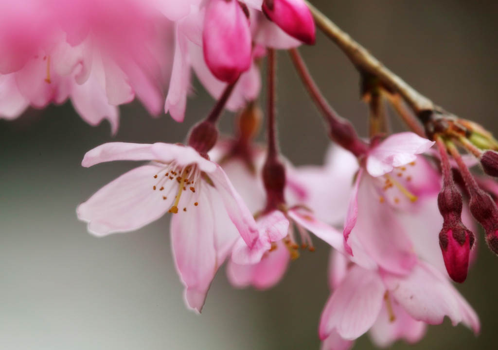 foto,tela,gratis,paisaje,fotografa,idea,Un cerezo cayendo, Cerezo, , , Cuelgo, y es cimbel