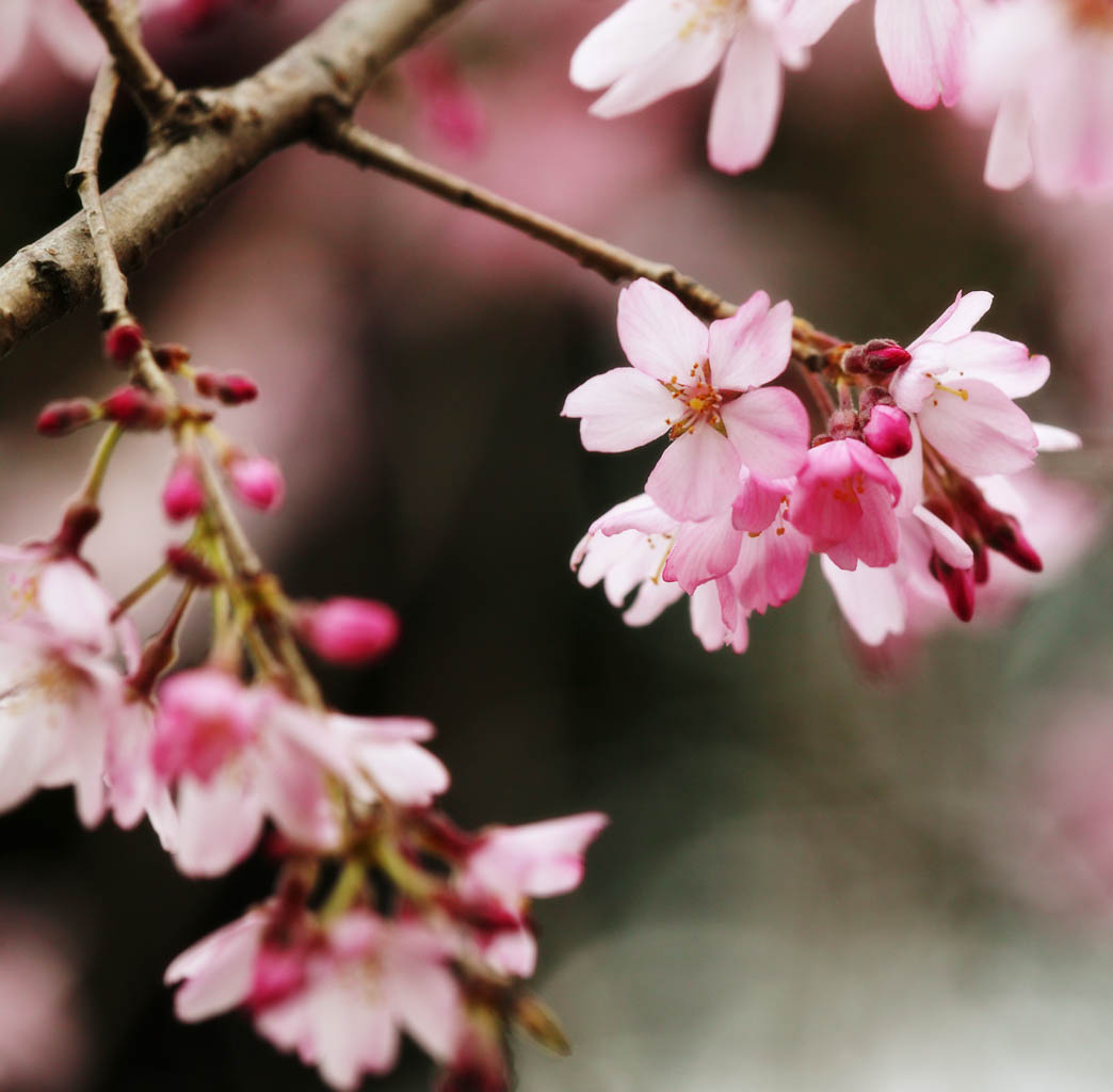 photo, la matire, libre, amnage, dcrivez, photo de la rserve,Le monde d'un arbre de la cerise, arbre de la cerise, , , ptale