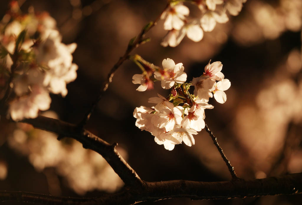 Foto, materieel, vrij, landschap, schilderstuk, bevoorraden foto,Brightness van gaand naar bezorg zijnen kers bloesems op de avond, Kers boom, , , Yoshino kers boom