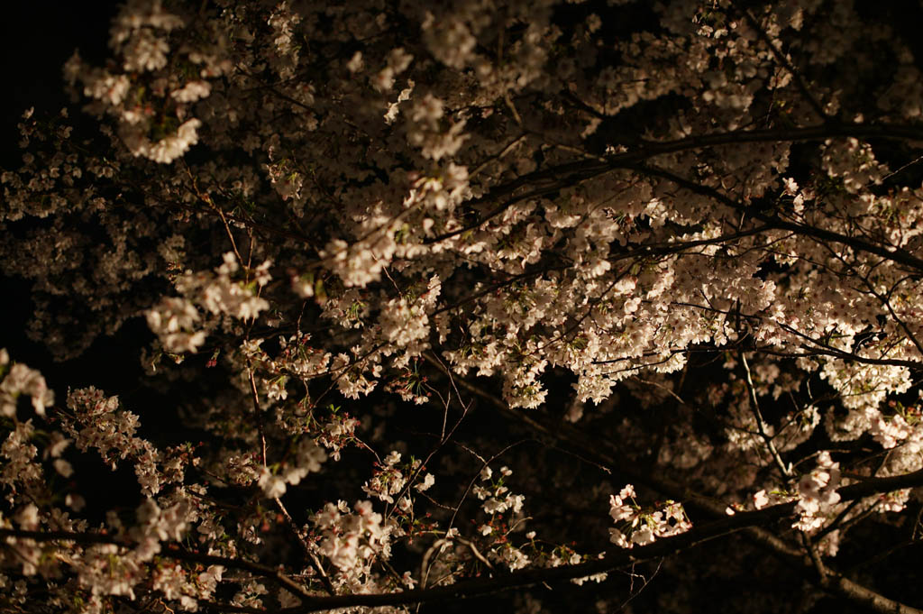 fotografia, materiale, libero il panorama, dipinga, fotografia di scorta,La luminosit di andare a vedere di notte fiori ciliegio, albero ciliegio, , , Yoshino albero ciliegio