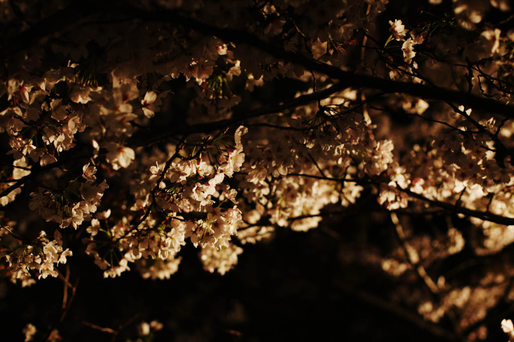 fotografia, material, livra, ajardine, imagine, proveja fotografia,Brilho de ir ver flores de cereja  noite, rvore de cereja, , , Yoshino cereja rvore