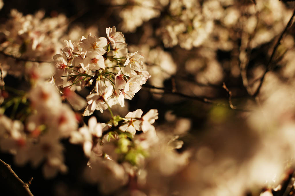 fotografia, material, livra, ajardine, imagine, proveja fotografia,Brilho de ir ver flores de cereja  noite, rvore de cereja, , , Yoshino cereja rvore