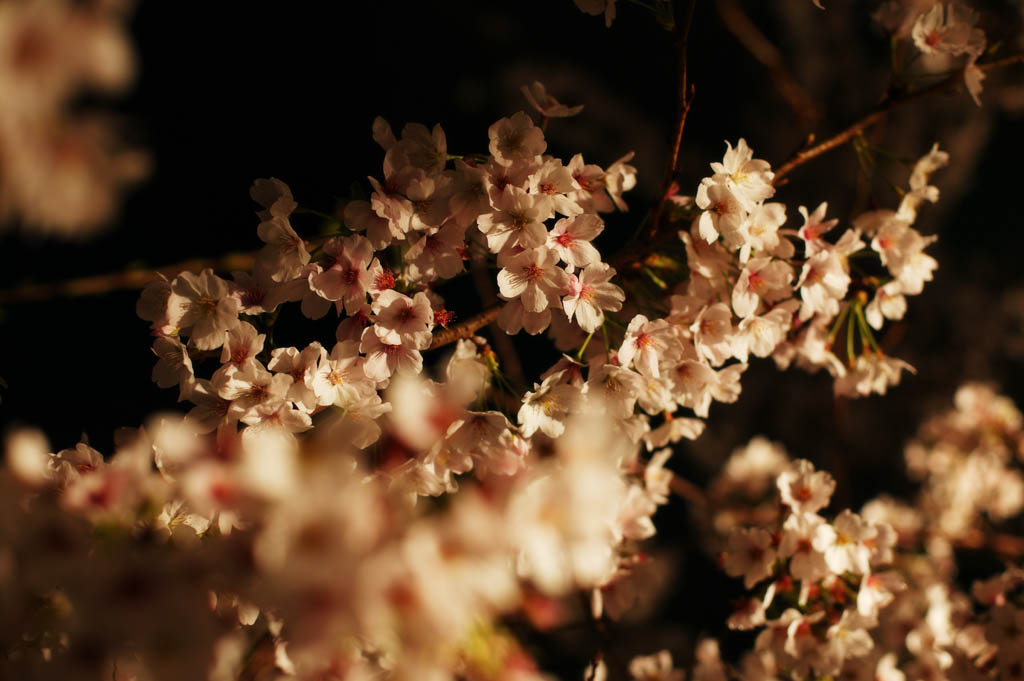 Foto, materieel, vrij, landschap, schilderstuk, bevoorraden foto,Brightness van gaand naar bezorg zijnen kers bloesems op de avond, Kers boom, , , Yoshino kers boom