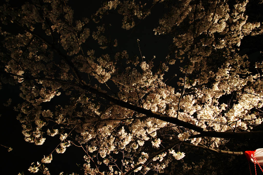 photo, la matire, libre, amnage, dcrivez, photo de la rserve,Luminosit d'aller voir des fleurs de la cerise le soir, arbre de la cerise, , , Arbre de cerise Yoshino