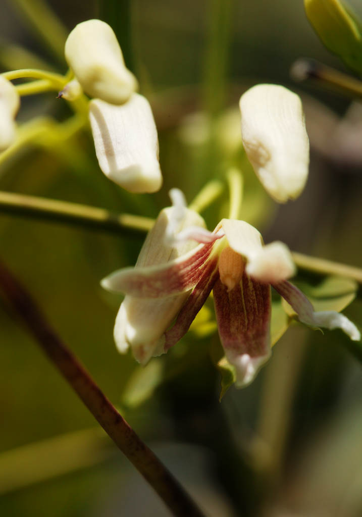 photo, la matire, libre, amnage, dcrivez, photo de la rserve,Une fleur de source, plante grimpante, Marron rougetre, bourgeon, ptale