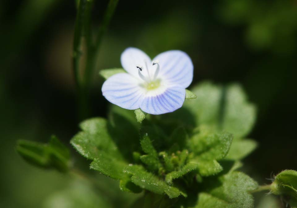 Foto, materieel, vrij, landschap, schilderstuk, bevoorraden foto,Voorjaar van De veronica persica, , Blauw, Indigoe plant, Kroonblad