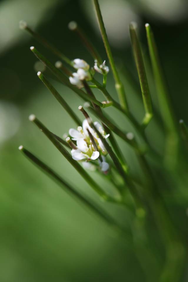 Foto, materieel, vrij, landschap, schilderstuk, bevoorraden foto,Een bloem van ontspringen, Blanke, Aftakking, Knop, Kroonblad