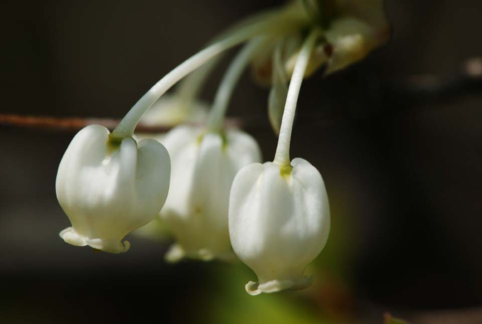 Foto, materieel, vrij, landschap, schilderstuk, bevoorraden foto,Dan hinde azalea, Blanke, , Knop, Kroonblad