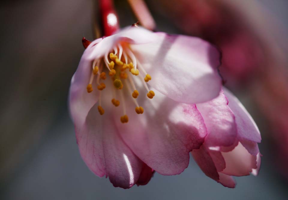 Foto, materieel, vrij, landschap, schilderstuk, bevoorraden foto,Ontspringen van een hangende kers boom, Ik hang af, en het lok, Kers boom, , 