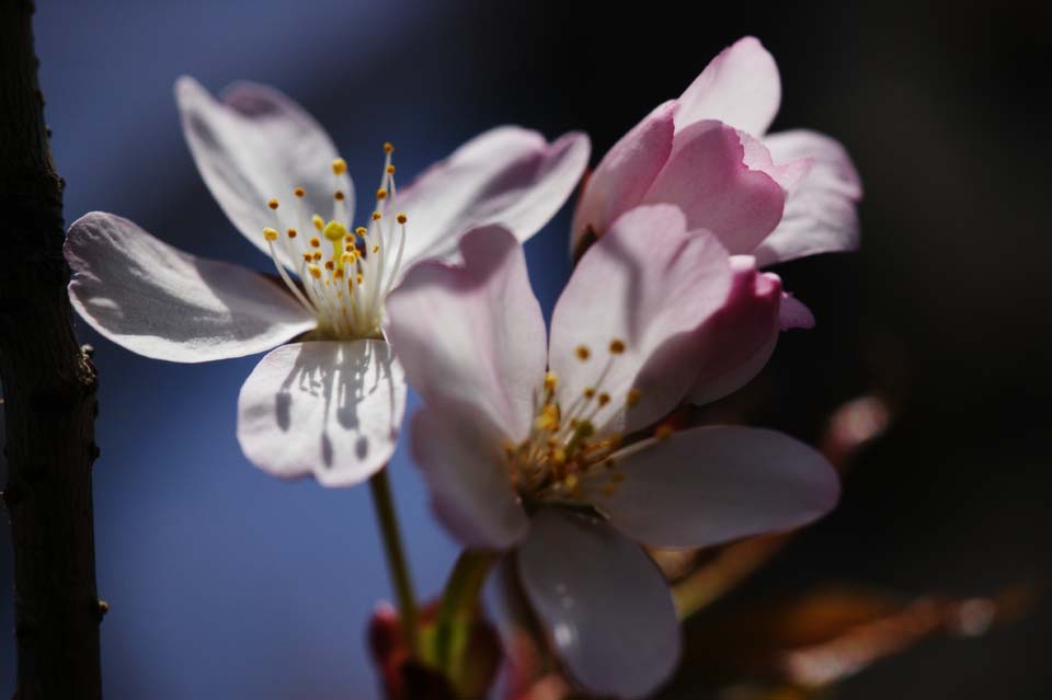 foto,tela,gratis,paisaje,fotografa,idea,El cerezo que est vacante en la luz del sol, Rosado, Cerezo, , 