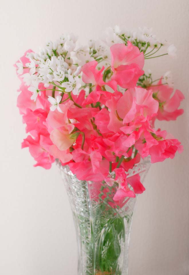 photo, la matire, libre, amnage, dcrivez, photo de la rserve,Arrangement de la fleur de pois sucr, Rose, Pois sucr, pois sucr, ptale