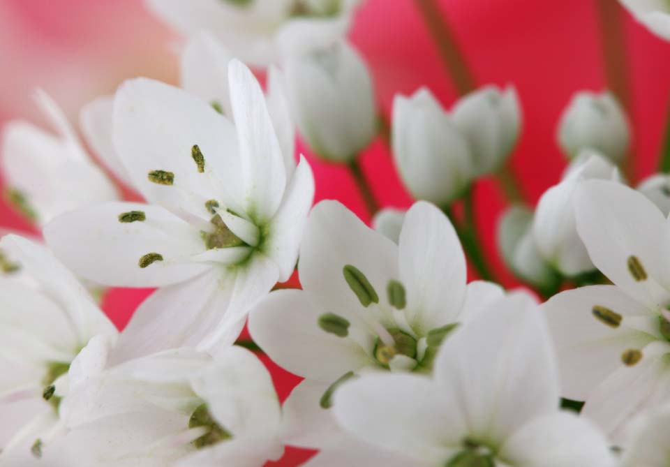 fotografia, materiale, libero il panorama, dipinga, fotografia di scorta,Un fiorellino bianco, Bianco, fiore, , petalo