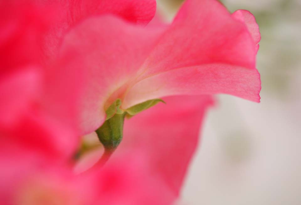 fotografia, materiale, libero il panorama, dipinga, fotografia di scorta,Una nuca di pisello dolce, Garofano, Pisello dolce, pisello dolce, petalo