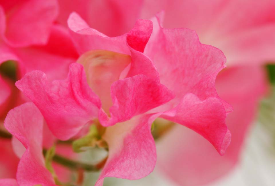 Foto, materieel, vrij, landschap, schilderstuk, bevoorraden foto,Een dans van rose zoete erwt, Rose, Zoete erwt, , Kroonblad