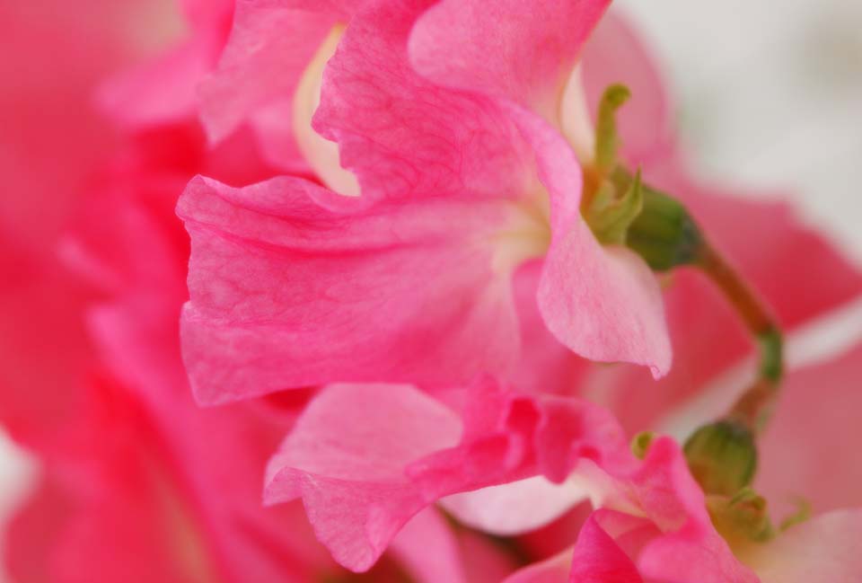 photo,material,free,landscape,picture,stock photo,Creative Commons,A dance of pink sweet pea, Pink, Sweet pea, sweet pea, petal