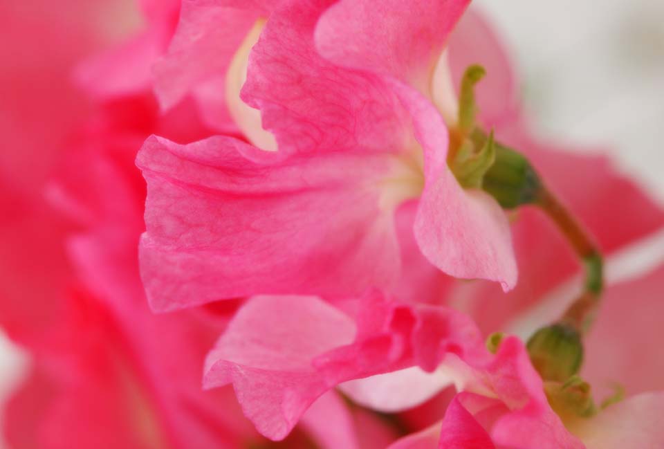 fotografia, materiale, libero il panorama, dipinga, fotografia di scorta,Un ballo di pisello dolce e colore rosa, Garofano, Pisello dolce, pisello dolce, petalo