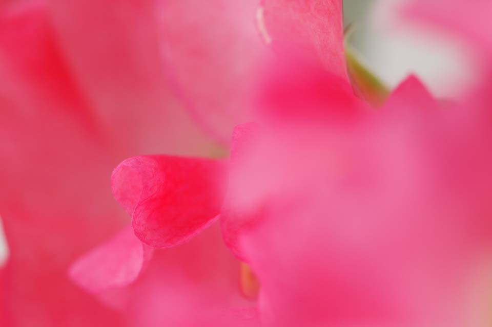 photo,material,free,landscape,picture,stock photo,Creative Commons,Love of sweet pea, Pink, Sweet pea, sweet pea, petal