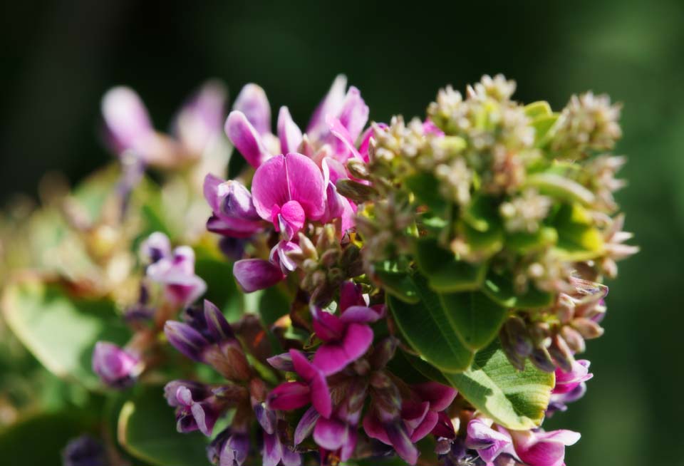 photo,material,free,landscape,picture,stock photo,Creative Commons,A purple floret, I am purple, floret, Wild grass, bean