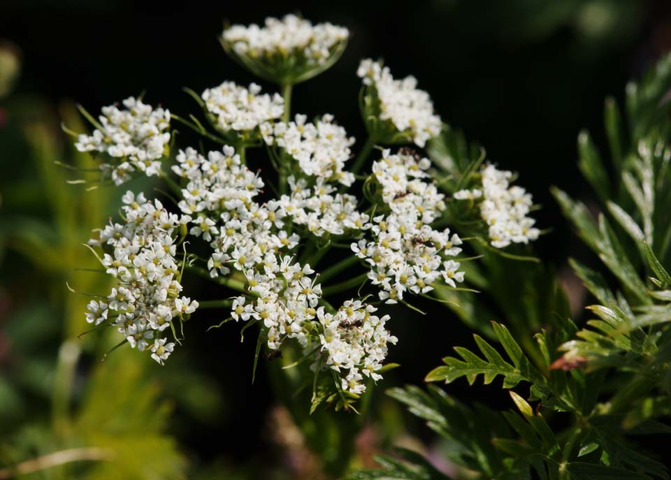 Foto, materieel, vrij, landschap, schilderstuk, bevoorraden foto,Het is een mier naar een witte bloem, Blanke, Bloem, Wild gras, Beschikbaar