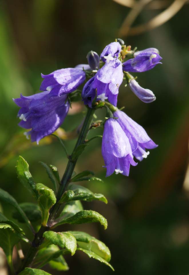 Foto, materieel, vrij, landschap, schilderstuk, bevoorraden foto,Adenophora triphylla, Ik ben purper, Adenophortriphylla, Wild gras, Bloem