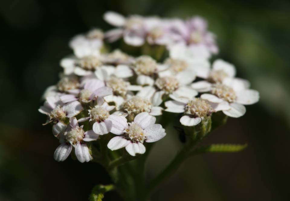 photo,material,free,landscape,picture,stock photo,Creative Commons,A white floret, White, floret, Wild grass, petal