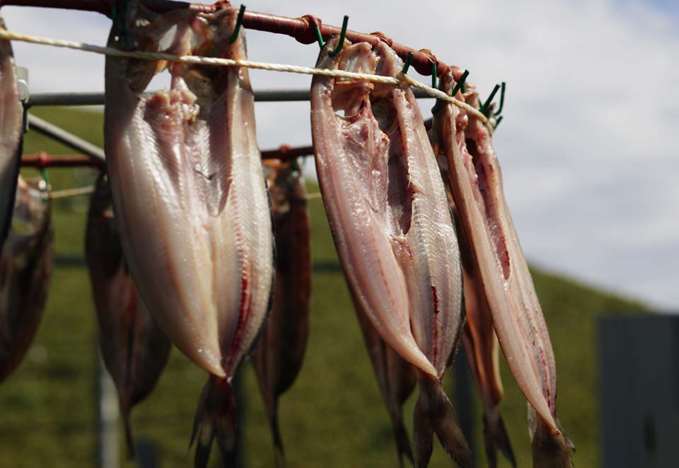 photo,material,free,landscape,picture,stock photo,Creative Commons,The Atka mackerel which turns around, fish, dried fish, , Atkmackerel