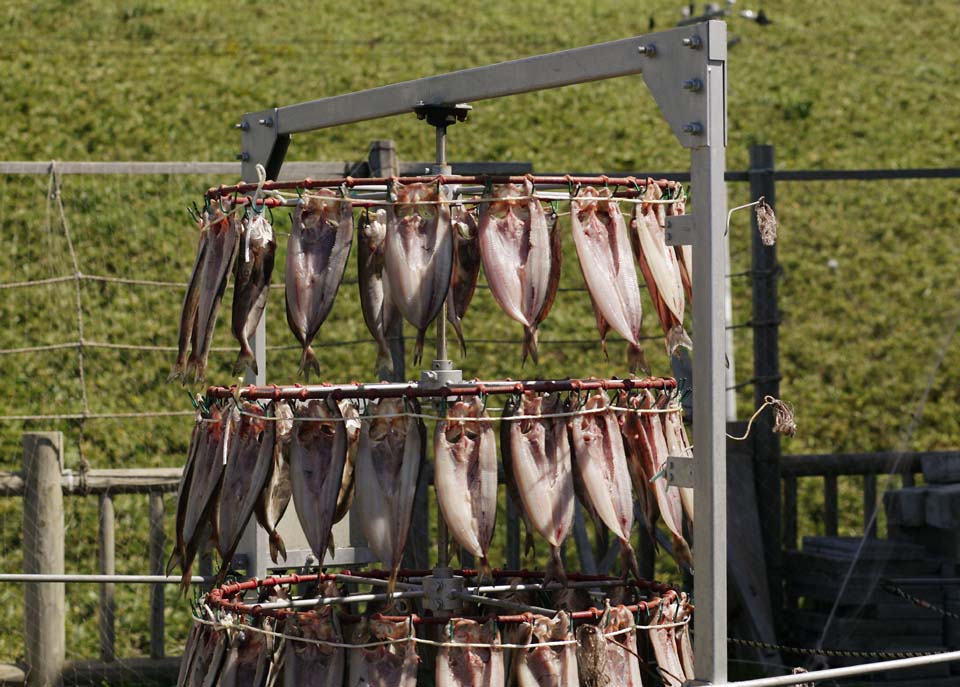 Foto, materiell, befreit, Landschaft, Bild, hat Foto auf Lager,Die Atka-Makrele, die sich umdreht, Fisch, getrockneter Fisch, , Atkmackerel