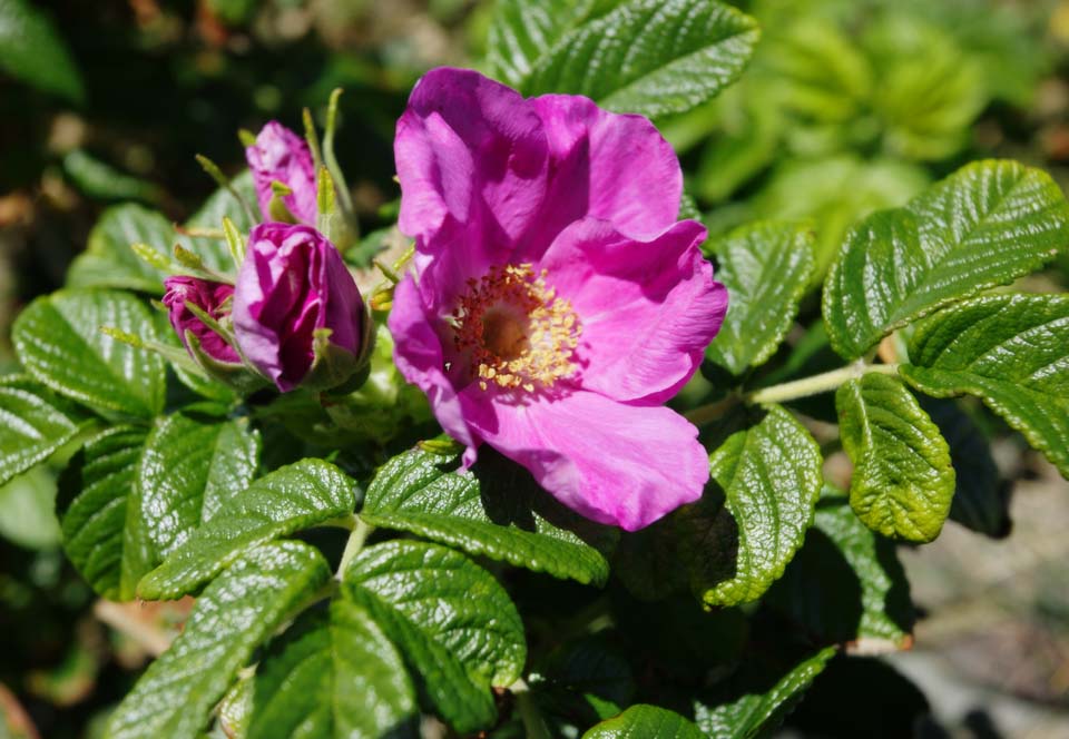 photo, la matire, libre, amnage, dcrivez, photo de la rserve,Une fleur d'un sweetbrier, , sweetbrier, , 