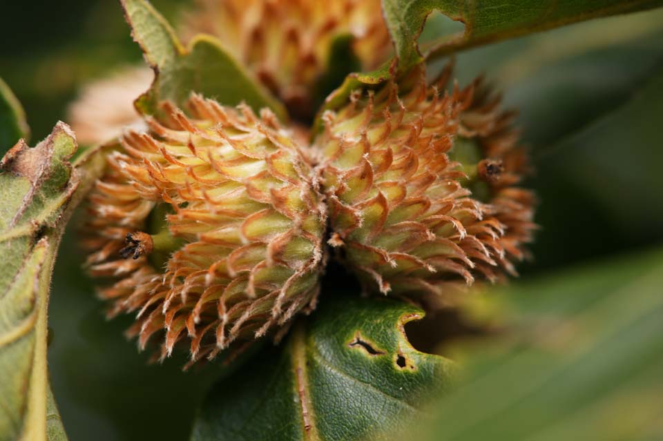 Foto, materieel, vrij, landschap, schilderstuk, bevoorraden foto,Quercus variabilis, Eikel, , , 