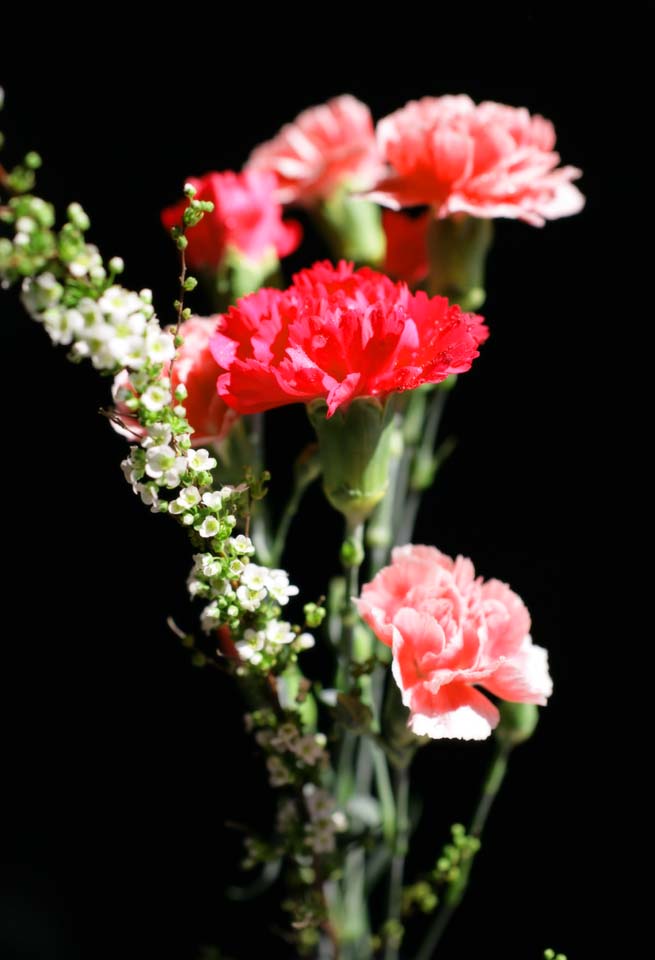 photo,material,free,landscape,picture,stock photo,Creative Commons,A bouquet of a carnation, carnation, bouquet, spirea, Red
