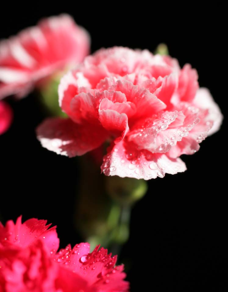 photo,material,free,landscape,picture,stock photo,Creative Commons,Pink of a carnation, carnation, bouquet, petal, Pink