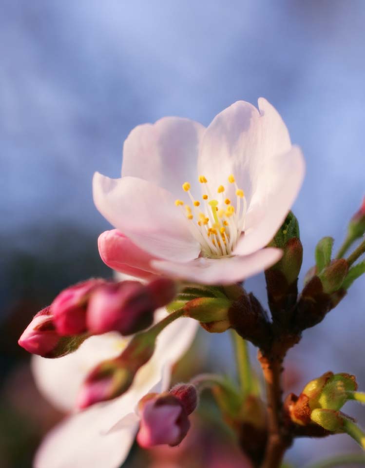 photo, la matire, libre, amnage, dcrivez, photo de la rserve,L'arrive du printemps d'un arbre de cerise Yoshino, arbre de la cerise, , , Arbre de cerise Yoshino