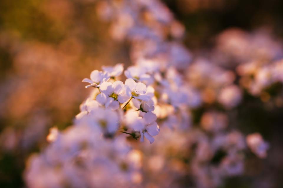 fotografia, materiale, libero il panorama, dipinga, fotografia di scorta,Crepuscolo di un spirea, , spiraea, spirea, Il sole di setting