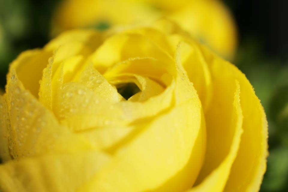 photo,material,free,landscape,picture,stock photo,Creative Commons,Yellow of a ranunculus, ranunculus, Yellow, petal, drop