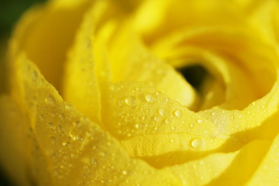 photo,material,free,landscape,picture,stock photo,Creative Commons,Yellow of a ranunculus, ranunculus, Yellow, petal, drop