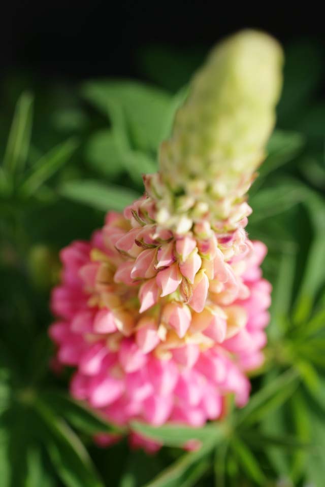 photo,material,free,landscape,picture,stock photo,Creative Commons,Spring of a lupine, lupine, Pink, bud, petal