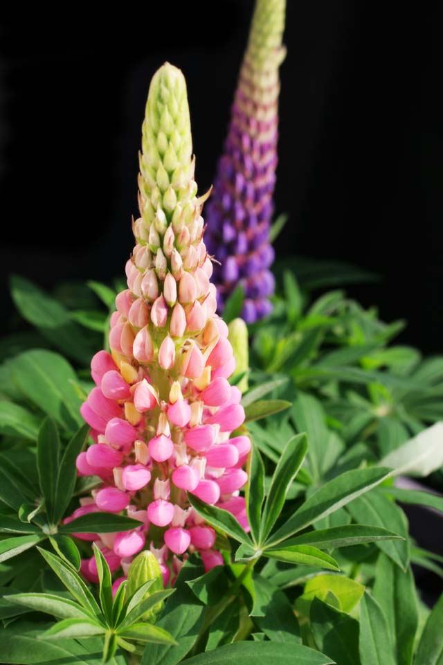 Foto, materiell, befreit, Landschaft, Bild, hat Foto auf Lager,Frhling eines Lupine, Lupine, Rosa, Knospe, Bltenblatt