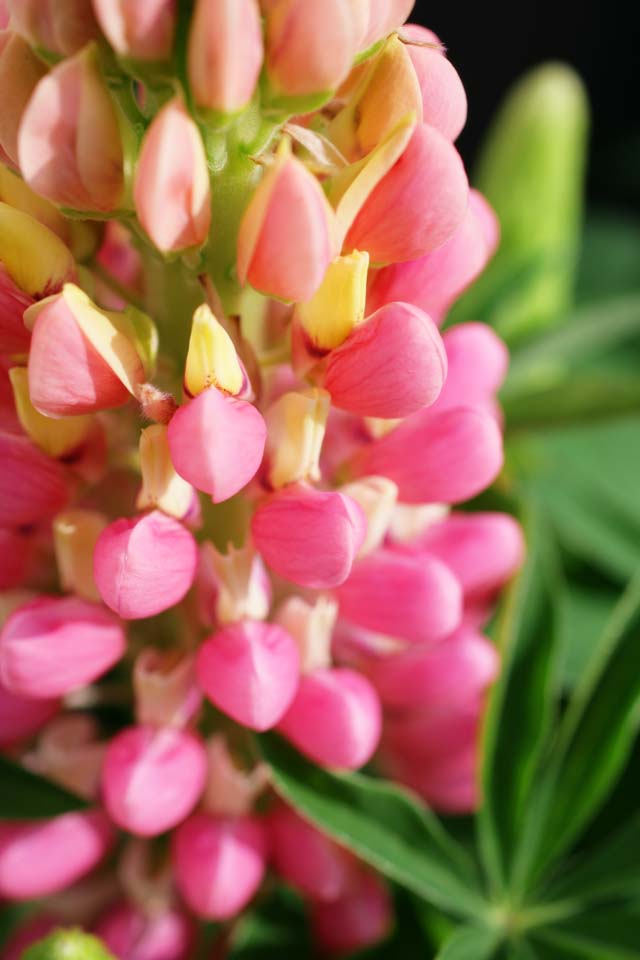 photo,material,free,landscape,picture,stock photo,Creative Commons,Spring of a lupine, lupine, Pink, bud, petal