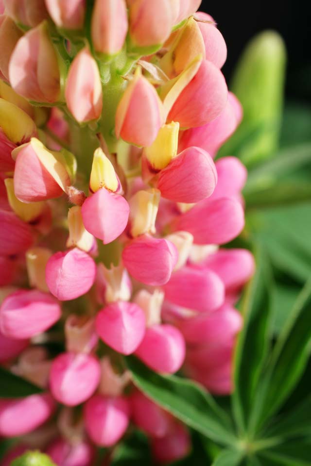 Foto, materiell, befreit, Landschaft, Bild, hat Foto auf Lager,Frhling eines Lupine, Lupine, Rosa, Knospe, Bltenblatt