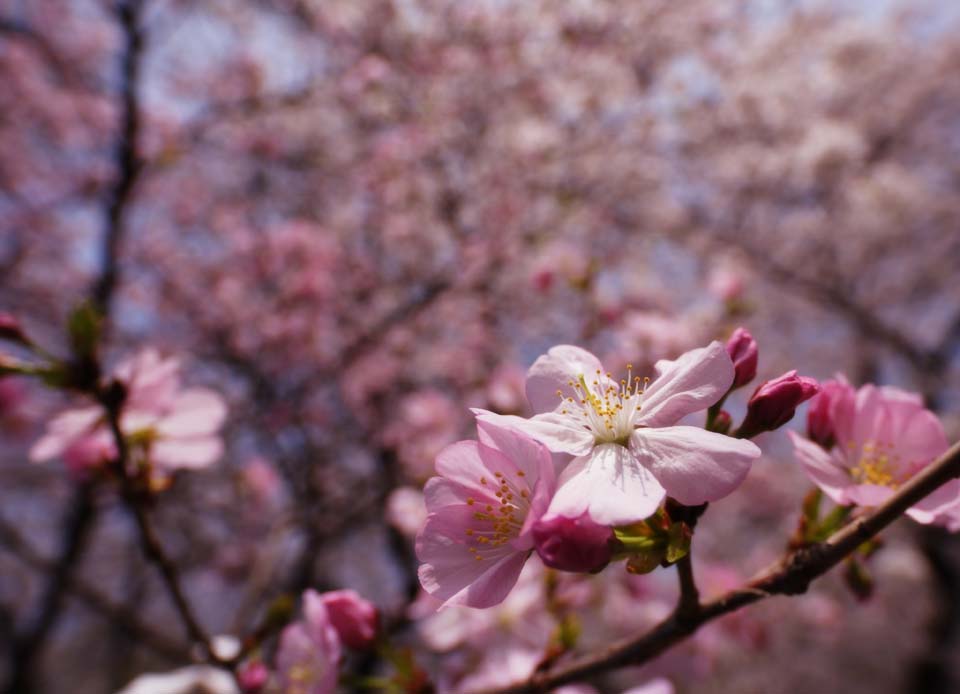 fotografia, materiale, libero il panorama, dipinga, fotografia di scorta,Un albero ciliegio e colore rosa, albero ciliegio, , , Garofano