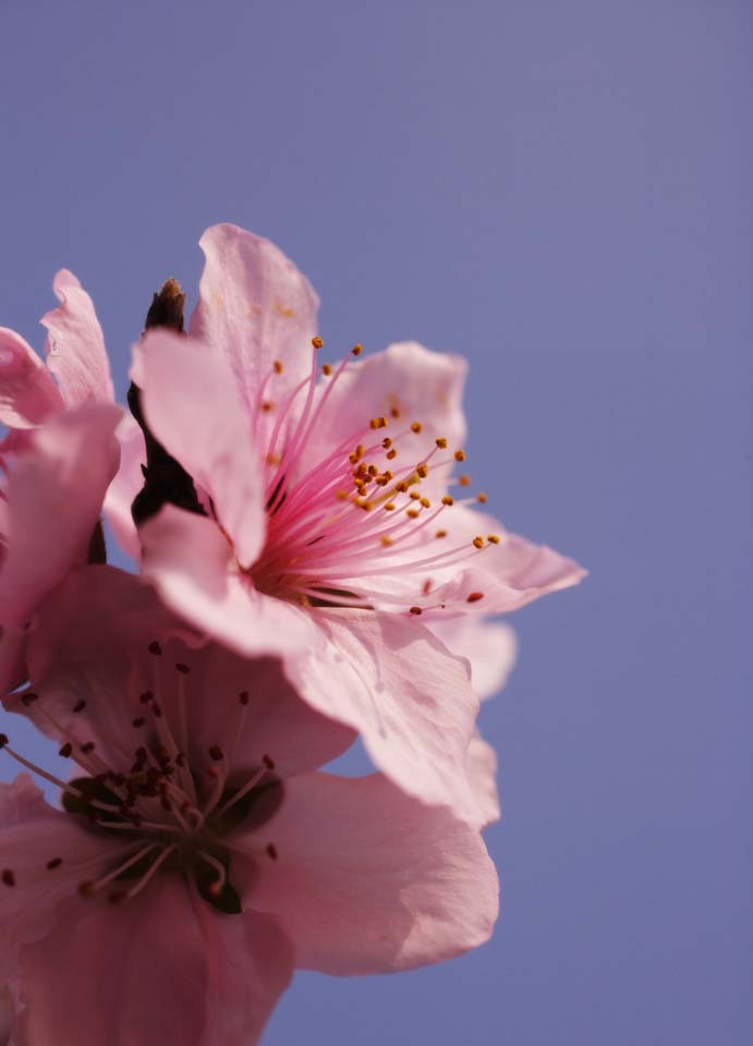 Foto, materiell, befreit, Landschaft, Bild, hat Foto auf Lager,Frhling von einem Hakuho, Pfirsich, , , Rosa