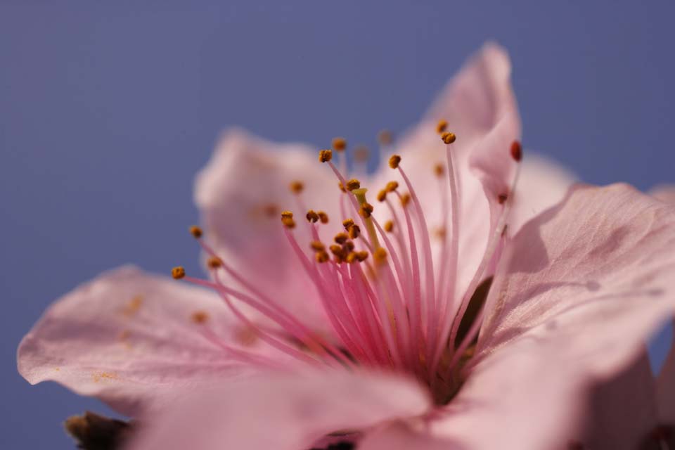 Foto, materiell, befreit, Landschaft, Bild, hat Foto auf Lager,Frhling von einem Hakuho, Pfirsich, , , Rosa