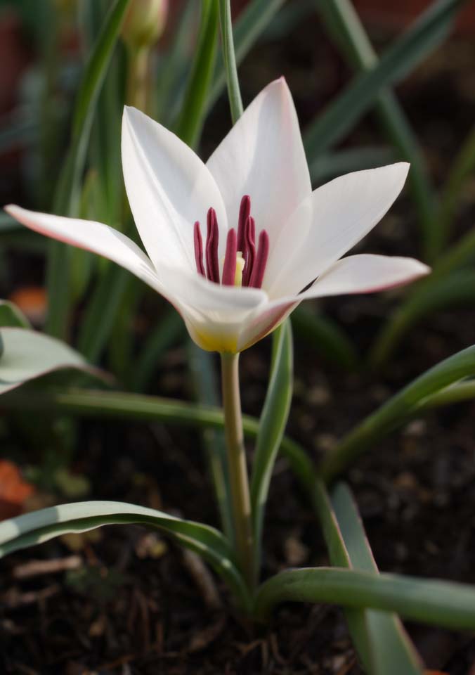 foto,tela,gratis,paisaje,fotografa,idea,Primavera de un tulipn, , Tulipn, Blanco, Flor