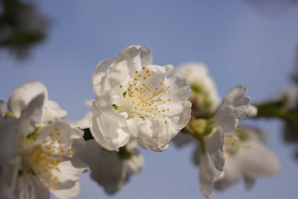 photo,material,free,landscape,picture,stock photo,Creative Commons,A white blossom of spring, In spring, White, flower, stamen
