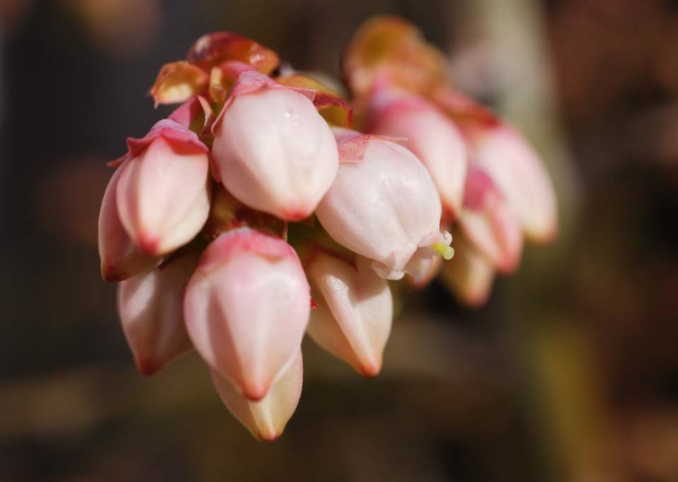 photo, la matire, libre, amnage, dcrivez, photo de la rserve,Une fleur d'une myrtille, myrtille, bourgeon, pistil, ptale