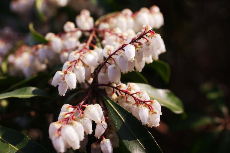 foto,tela,gratis,paisaje,fotografa,idea,Una flor de un andromeda, , Andromeda, Blanco, Flor